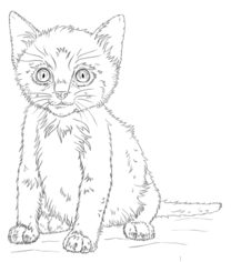 Kätzchen zeichnen lernen schritt für schritt tutorial 9
