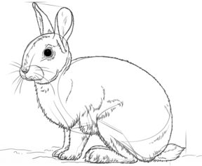 Kaninchen zeichnen lernen schritt für schritt tutorial - Zeichnen