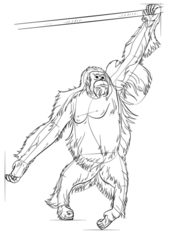 Affe - Orang-Utan zeichnen lernen schritt für schritt tutorial
