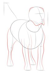 Hund – Beagle zeichnen lernen schritt für schritt tutorial 4