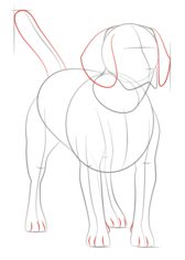 Hund – Beagle zeichnen lernen schritt für schritt tutorial 5