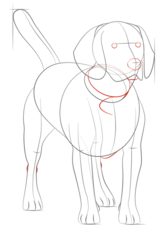Hund – Beagle zeichnen lernen schritt für schritt tutorial 6