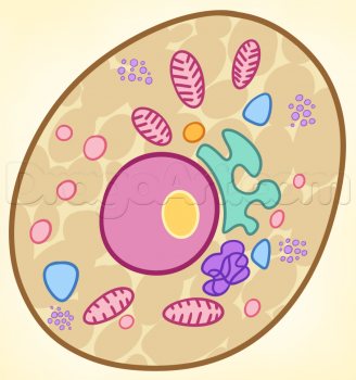 Bakterie zeichnen lernen schritt für schritt tutorial 10