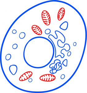 Bakterie zeichnen lernen schritt für schritt tutorial 6