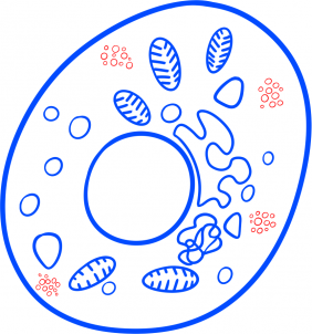 Bakterie zeichnen lernen schritt für schritt tutorial 7