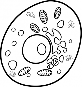 Bakterie zeichnen lernen schritt für schritt tutorial 9