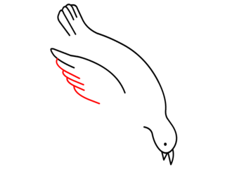 Taube zeichnen 11