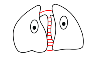 Lungen zeichnen 11