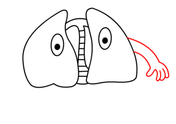 Lungen zeichnen 12