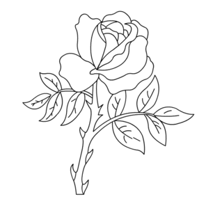 Rosen zeichnen 10