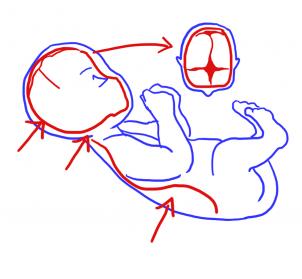 Neugeborenes zeichnen lernen 2