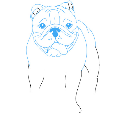 Hund Bulldoge zeichnen 11