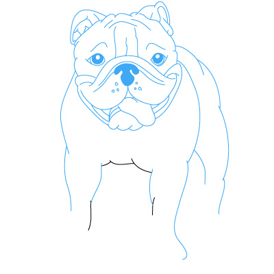 Hund Bulldoge zeichnen 12