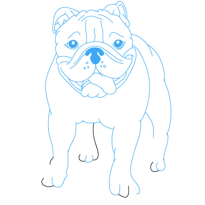 Hund Bulldoge zeichnen 14