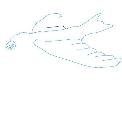 Adler zeichnen 11