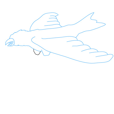Adler zeichnen 15