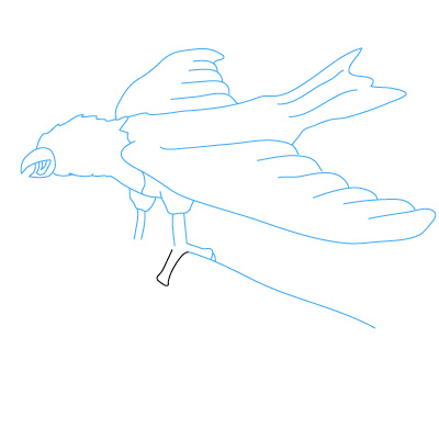 Adler zeichnen 20