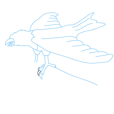 Adler zeichnen 23