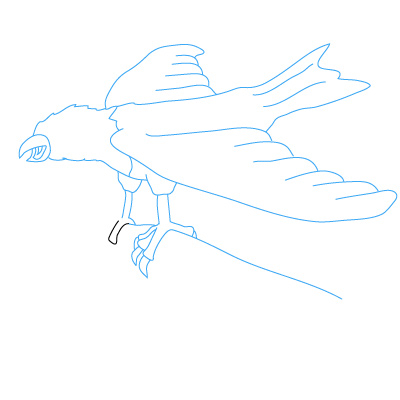 Adler zeichnen 26