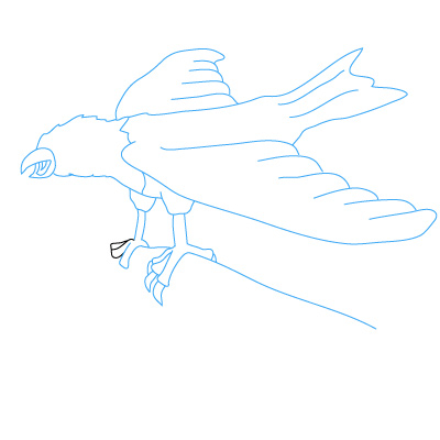 Adler zeichnen 27