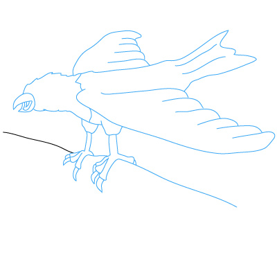 Adler zeichnen 29