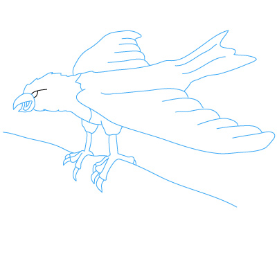 Adler zeichnen 30