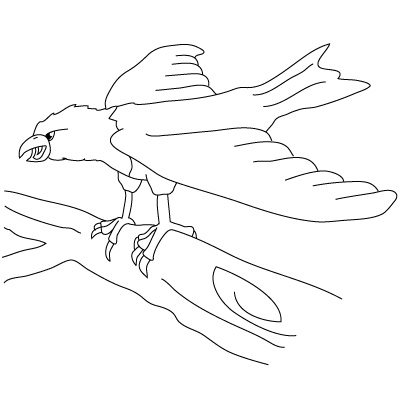 Adler zeichnen 33