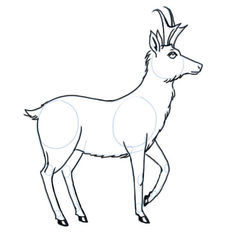 Antilope zeichnen lernen schritt für schritt tutorial 6