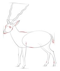 Antilope 2 zeichnen lernen schritt für schritt tutorial 7