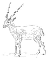 Antilope 2 zeichnen lernen schritt für schritt tutorial 9