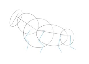Stier zeichnen lernen schritt für schritt tutorial 4