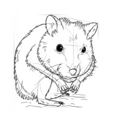 Hamster zeichnen lernen schritt für schritt tutorial 7