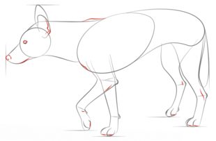 Dingo zeichnen lernen schritt für schritt tutorial 6