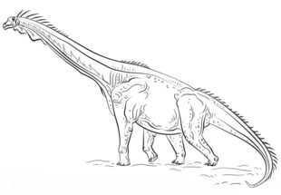 Dinosaurier - Brachiosaurus zeichnen lernen schritt für schritt tutorial 8