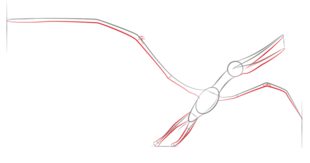 Dinosaurier - Pteranodon zeichnen lernen schritt für schritt tutorial 4