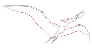 Dinosaurier - Pteranodon zeichnen lernen schritt für schritt tutorial 5
