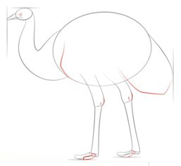 Emu zeichnen lernen schritt für schritt tutorial 5