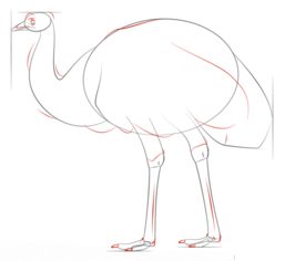 Emu zeichnen lernen schritt für schritt tutorial 6