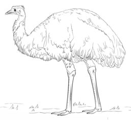Emu zeichnen lernen schritt für schritt tutorial 8