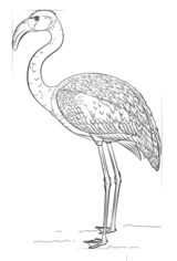 Flamingo zeichnen lernen schritt für schritt tutorial 8