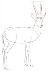 Gazelle zeichnen lernen schritt für schritt tutorial 5