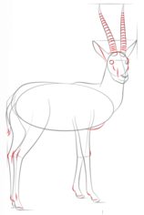 Gazelle zeichnen lernen schritt für schritt tutorial 6