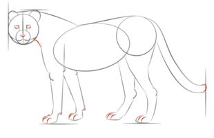 Gepard zeichnen lernen schritt für schritt tutorial 6