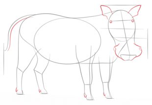 Warzenschwein zeichnen lernen schritt für schritt tutorial 5