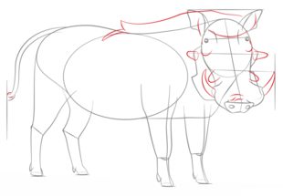 Warzenschwein zeichnen lernen schritt für schritt tutorial 7