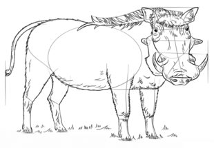 Warzenschwein zeichnen lernen schritt für schritt tutorial 8