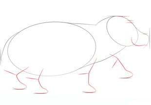 Flusspferd zeichnen lernen schritt für schritt tutorial 3