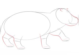 Flusspferd zeichnen lernen schritt für schritt tutorial 4