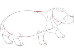 Flusspferd zeichnen lernen schritt für schritt tutorial 7