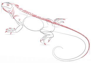 Iguana zeichnen lernen schritt für schritt tutorial 6